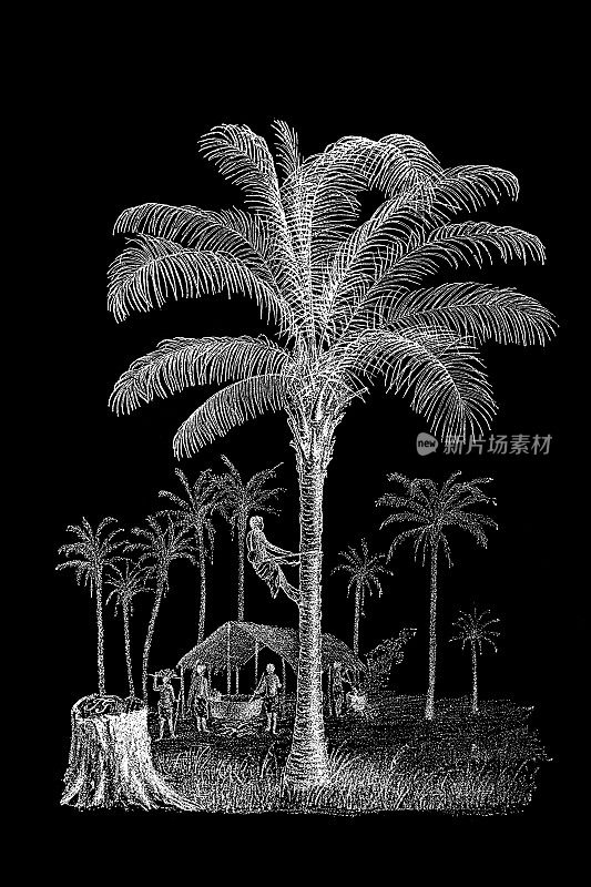 椰子树(Cocos nucifera)和几内亚Elaeis(非洲油棕榈，金刚鹦鹉脂)